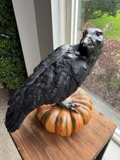 Victorian Trading Co Raven On Pumpkin Gothic Halloween Crow Retired Statue 10.5