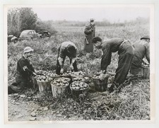 Italian Prisoners War POW Picking Tomatoes Fredonia, NY 1943 Camp Photo J15318 picture
