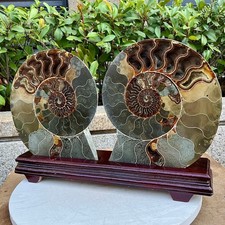 11.59LB A Pair Rare Natural Tentacle Ammonite FossilSpecimen Shell Healing Mada picture