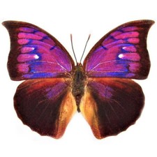 Anaea tyrianthina pink purple butterfly Peru RARE UNMOUNTED/WINGS CLOSED picture