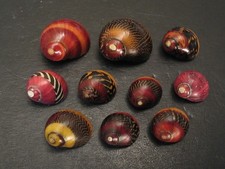 Awesome Collection...NERITINA COMMUNIS~10pc~Philippines SEASHELL picture
