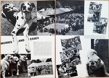 1937 Morris & Essex Dog Show Giralda Farms Great Pyrenees Madison NJ Photo Pges picture