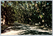 Magnolia Avenue Fountain of Youth Park St. Augustine FL Postcard picture