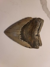 Huge Megalodon Fossil Shark Tooth 5.45