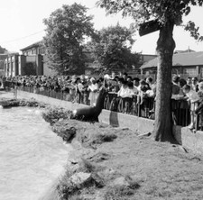 The Malayan Police Band In London Zoo 1956 Old Photo picture