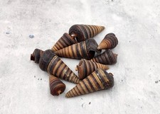 Telescope Snail Seashells Dark Brown (10 shells approx. 1+ inches) picture