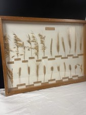 VTG Framed  Botanical Specimens Herbarium Wall Art  Cereal Grains Nature 24x 18 picture