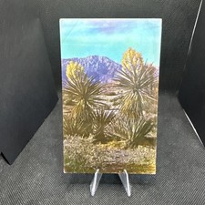 POSTCARD: Yucca Plants Bear Grass Beautiful Clusters Of Flowers X14 picture