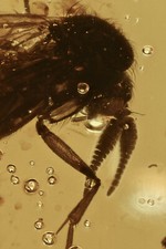 Rare FUNGUS GNAT Mycetophilidae FAT ANTENNAE Fossil BALTIC AMBER + HQ Pic 200501 picture