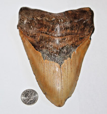 6 INCH REAL MEGALODON SHARK TOOTH LONG WIDE BIG EXTINCT GENUINE NATURAL NICE MEG picture