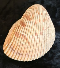 Large Atlantic Cockle- Full Dinocardium robustum sea shell approx 4in by 4in   picture