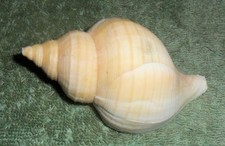 RA RFM 86666 Neptunea Kuroshio Oyama 1959 93.2mm with operculum Trawled in muddy picture