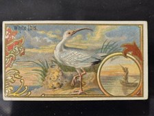 1889 ALLEN & GINTER, N13 GAME BIRDS: WHITE IBIS (EXCELLENT) picture