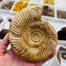 400G+ Rare natural rough polished white conch fossil Ammonite picture