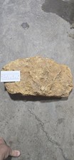 Large Rare Fossiliferus Block, Glen Rose Formation picture