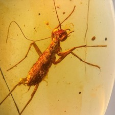 CRICKET JUVENILE in Burmese / Burmite amber fossil / 100% genuine amber picture
