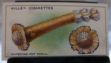 1928 W.D. & H.O. Wills Wonders of the Sea #38 The Watering-Pot Shell GD/VG picture