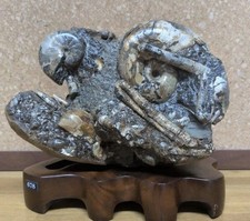Rare Hokkaido Ammonite Fossil Cluster Polyptychoceras Japan Wooden Stand picture