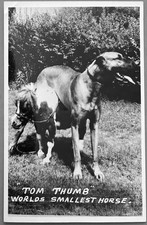 WORLD'S SMALLEST HORSE. TOM THUMB. RPPC REAL PHOTO postcard picture