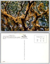 Continental Trinidad Tree Blossoms Postcard picture