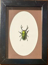 Jewel Stag Beetle (Lamprima adolphinae) New Guinea. Real framed insect picture