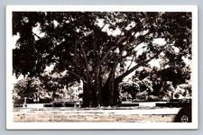 Postcard RPPC Hawaiian Islands Gigantic Banyan Tree c. 1940s R818 picture