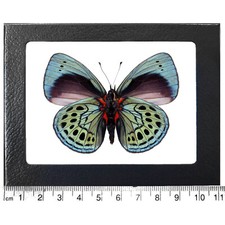 Asterope leprieuri VERSO blue red black butterfly Peru framed picture