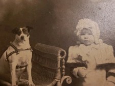 Antique 1890s Cabinet Card Photo Dog 