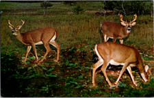 Vintage Postcard Pennsylvania Alert Bucks Cautiously Observing Surroundings picture