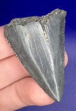 1.87” Glossy Great White Shark Tooth Fossil real Shark Teeth picture