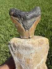 Fossil Megalodon Shark Tooth Mounted in Fossil Whale Vertebrae Free Standing picture