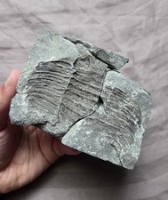 Very Rare Partial Arctinurus Boltoni Trilobite Fossil Rochester Shale New York picture