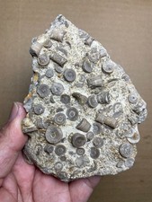 248g Beautiful Crinoid Landscape stone picture