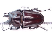 V06455. Unmounted insects, Lucanidae: Neolucanus sp. Vietnam, Cao Bang picture
