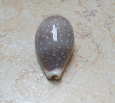 F Cypraea camelopardalis Sea Shells Cypraeida GEM clear dots lyncina 77mm F++++ picture