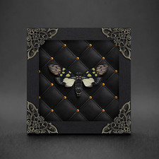 Real Cicada Specimen Shadow Box Cabinet Curiosities Decor Insect Oddity Display picture