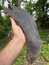 Very Nice Large EXTINCT “MYSTICETI” Rib Wh@le Bone Fossil picture