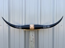 MOUNTED STEER HORNS 35 1/2 Inches LONGHORN POLISHED MOUNT BULL COW picture