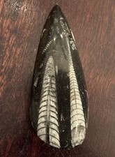 Huge 3.75 In Long Orthoceras Squid Fossil Old 2 squids Tear Drop Shape picture