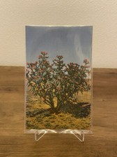 VTG Postcard Cholla Cactus picture