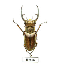 INSECT - H7576. Lucanidae: Lucanus collardi- VERY RARE, BIG 43.3MM, VIETNAM picture