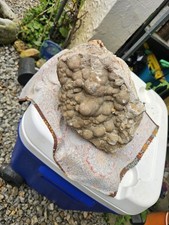 RARE Huge 26.1 Lb Summerville GA Crazy Lace Agate. Untouched. Lapidary Rough picture