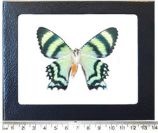 Alcides orontes VERSO blue green black day flying moth Indonesia FRAMED picture