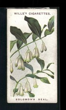 1913 Wills's Old English Garden Flowers 2nd series #32 Solomon's Seal picture