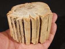 Perfect  BARK 191 Million Year Old Polished Petrified WOOD Fossil 389gr picture
