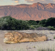25% Price Price Drop. Beautiful 110 lb Log of Rough Rainbow Petrified Wood picture