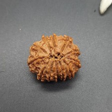 12 Mukhi Nepal Rudraksha Bead • Lab Certified Healing Seed (21–23mm) picture