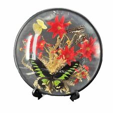 Vintage Butterfly Taxidermy 9.5” Convex Round Glass Dried Flowers Plaque picture