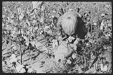 Photo:Statesville North Carolina J.A. Johnson 1930s Picking Cotton FSA picture