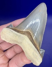Museum Quality Angustiden Shark Tooth Fossil 2.77” Chandler Bridge Megalodon Fam picture
